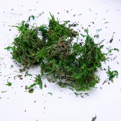 Wholesale Preserved Moss Artificial Plant and Flower Decorative Moss