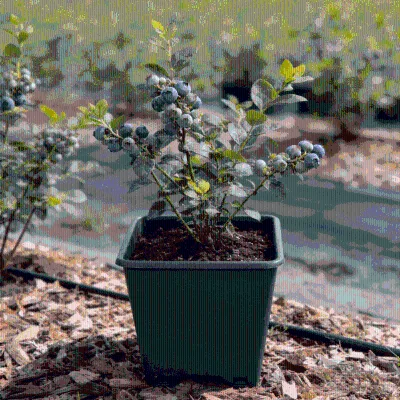 Wholesale Eco-Friendly Biodegradable PP Square Blueberry Pot Durable Plastic Grower Container Drainage Holes 1-20 Gallon