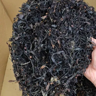 Hailian Pao Sargassum Fusiforme Dried Processed Seaweed From Marine Reefs Spirulina Type 1kg Mainland China