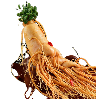 Changbai Mountain Fresh-keeping Ginseng Panax Ginseng