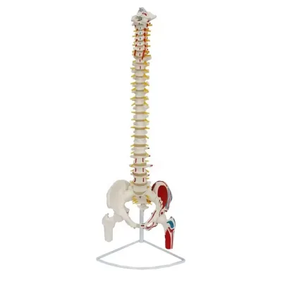 Anatomical Spine Models Life Size W/ Vertebrae, Nerves, Arteries Half Painted W/ Blue Muscle Origins and Red Insertion