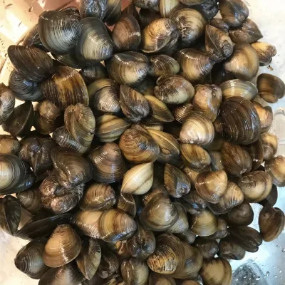 Wholesale Professional Manufacture Low Price Wonderful Seasoned Spicy Clam Frozen Clam Meat Whole Shell