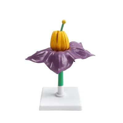 Flower model enlarged model of the internal structure of the flower biological experiment various flowers