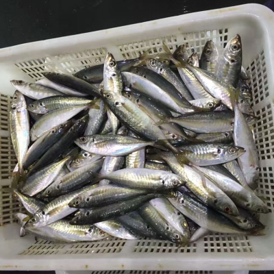 Frozen Horse Mackerel /Pacific/Indian/Atlantic Mackerel Fish