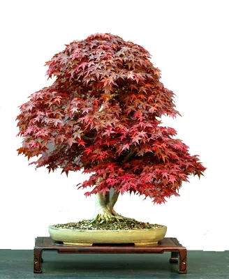 Japanese Cedar Bonsai Growing Kit, Suitable for Bonsai Beginners and Enthusiasts, and Can Also Be Used for Garden Planting
