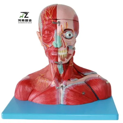 High-quality Teaching Model of Human Head and Neck Muscle Anatomy Can Be Split Head and Neck Vascular & Nerve Model with Brain