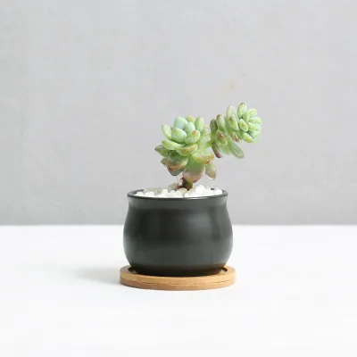 New Succulent Flower Pots Green Potted Plants Black and White Round Belly-shaped Indoor Ceramic Small Flowerpots