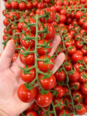 {One Big} Cherry Tomato Premium Pack 1.5kg Fresh Ripe Sweet Juicy Ready Eat Taiseng 1 Month Shelf Life Cooling Storage Directly