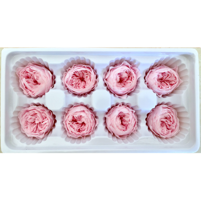 Wholesale Long Life Fresh Preserved English Rose David Austin Rose