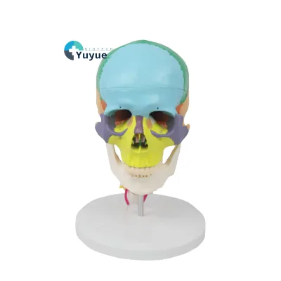 7-Cervical Vertebrae Model with Color-Coded Skull Life-Size Anatomical Model for Teaching and Chiropractic Training