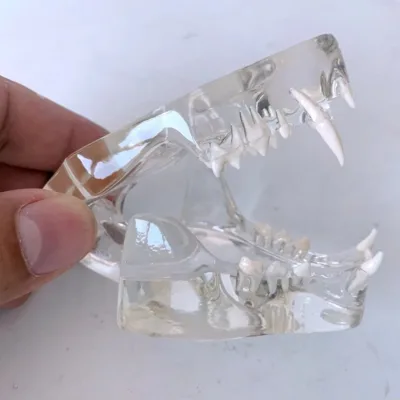 cat teeth animal model cat model anatomy cat