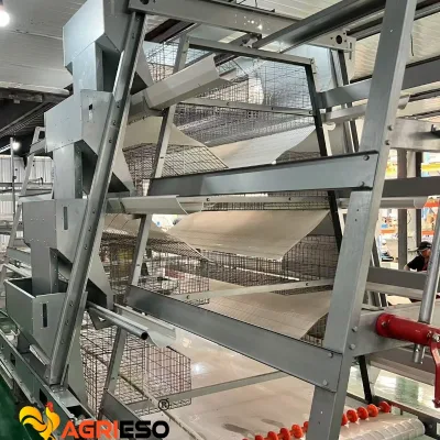 A H Type Chicken Cage Turnkey Farm Equipment Feeding Line Nipple Drinking Manure Management Poultry House Design