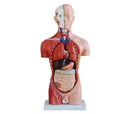 Anatomy 42CM Male Torso Model 13 Parts,Human Torso Model,Human Trunk Model