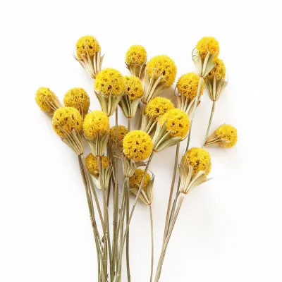 Hot Selling Home Decor Preserved Melaleuca  Tea Tree Wedding Indoor Flower Branches