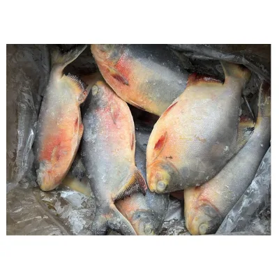 Wholesale Price Frozen Red Pomfret for Market
