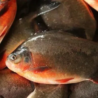 Whole Round IQF Frozen Red Pomfret Fish Red Pacu
