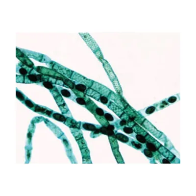 Introduction to Biology Prepared Slides