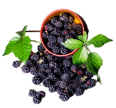Bulk IQF Frozen Fresh Fruit Blackberry