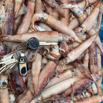 40-80g Pacific Squid Todarodes Squid