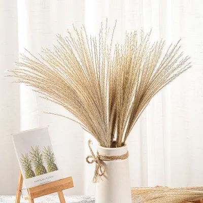 Factory Direct Natural Real Flowers Dried Reed Grass Pampas for Wedding and Home Decor for Mother's Day and Valentine's Day