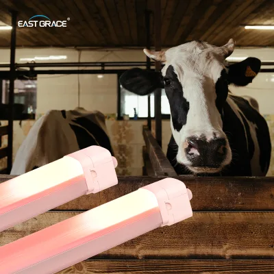 120 Degree Beam Angle Led Farm Lights 76W Waterproof Dairy Barn Lighting Optimal Choice