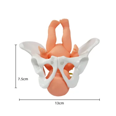 Mini Labor Pelvic Display Model for Small Movable Female Pelvis, Postpartum Rehabilitation, Human Skeletal Teaching Aid Model