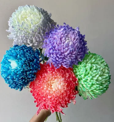 Wholesaler Fresh Cut Flower Peony Chrysanthemum for Home Decoration Weddings and Festivals From Yunnan