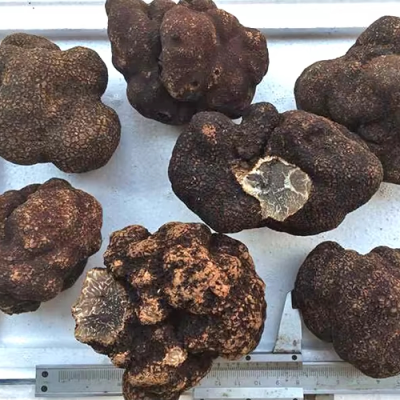 canned truffle