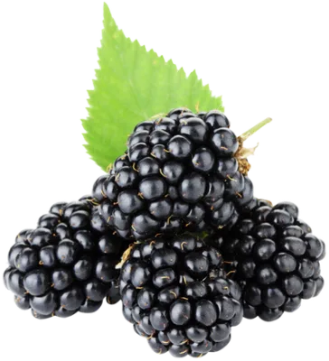 New Crop Good Quality Hot Selling Black Frozen Fruits Frozen Mulberry