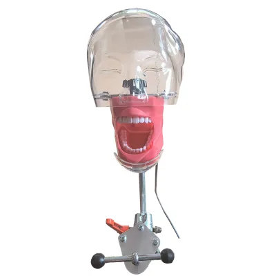 Plastic Dental Manikin Anatomical Medical Science Model for Training