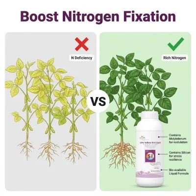 Organic Orthosilicic Acid Liquid Fertilizer for Strengthening Stems Preventing Crop Lodging Vegetables Flowers Gardens