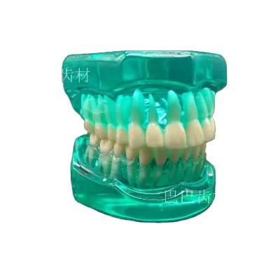 Green Standard Teeth Mould for Dental Lab & Training High Precision Resin Model