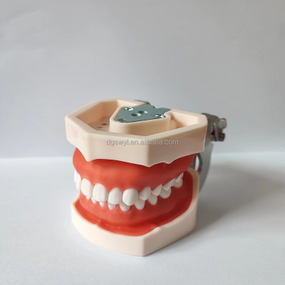 Dental School Study Orthodontic Treatment Demonstration Teeth Model