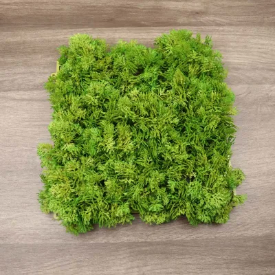 Length 25Cm Width 25Cm Artificial Reindeer Moss Panel Ornamental Plant Forwall Signboard Background Decoration
