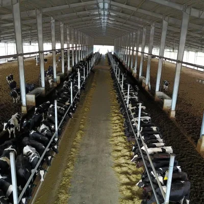 Prefab Steel Livestock Shelter Barn for Goats Donkeys Sheep Cows Chickens Poultry Farming