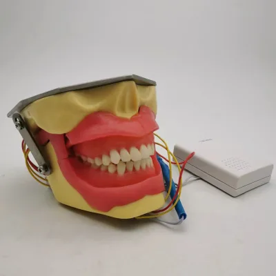 Oral Local Anesthesia Training Model Dental Anesthesia Practice Simulator for Dentist or Medical School