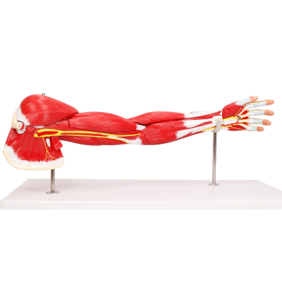 A1101 Anatomical Upper Limbs Model PVC and Plastic Medical Science Human Anatomy for Training for Schools and Hospitals