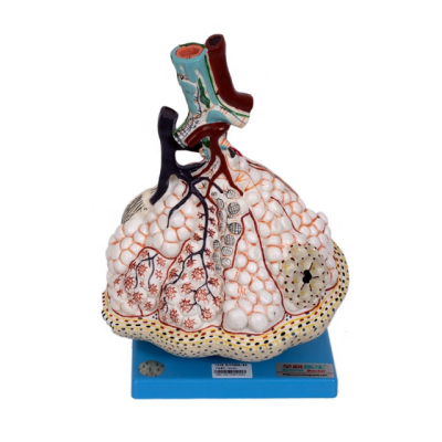 GD/A13011 General Doctor Lobule and Alveolus of Lung