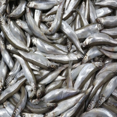 Food grade spring fish A+
