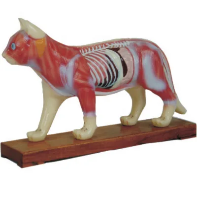 Acupuncture Model of Cat Body in Animal Medicine