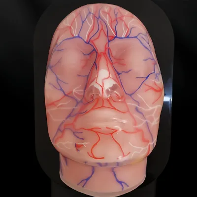Zhizao Transparent Full-face Injection Vascular and Nerve Model for Training Blood Vessels Medical Cosmetic Face Model