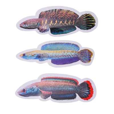 Thunder Dragon Fish Card Training Card Chime Bite Jar Teasing Fish Double Sided Waterproof Training Card