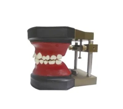 Electric Typodont Orthodontic Simulation Training Model with Wax Form Teeth and Typodont Occluder