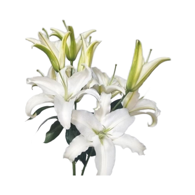 SIBERIA LILY Stem