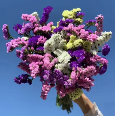 Fresh Cut Flowers of Statice From Yunnan 1kg Per bunch Use in Bouquets and Wedding Arrangements.