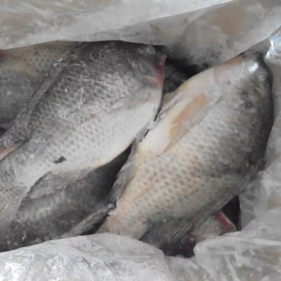 Hot Sale High Quality Frozen Tilapia Fish 500-800g