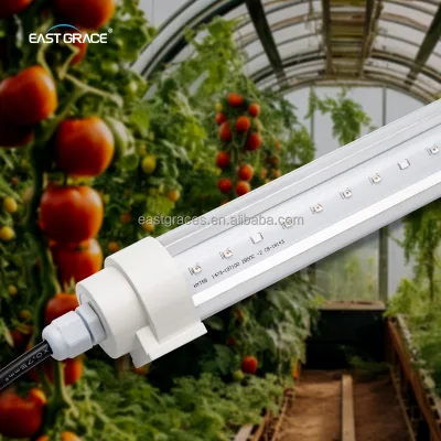 Professional SANAN 3535 Lens IP65 Double Sided Inter Canopy LED Light 50W Red Blue Spectrum for Greenhouse Tomato Growing Light