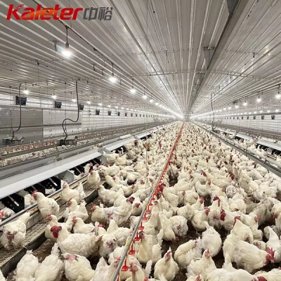 Chicken House Poultry Farm Designs