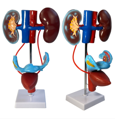 Male and Female Urinary and Reproductive System Anatomy Model Urinary System Model Human Urinary System Anatomy Model