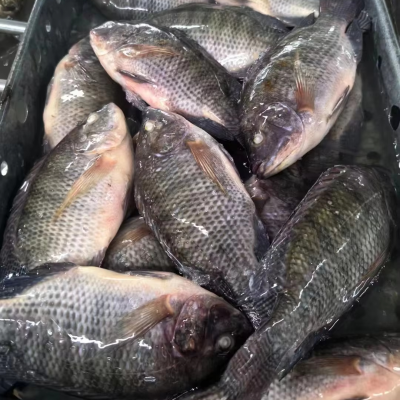 Export Congele Poisson Tilapia Fish China Tilapia En Gros Whole Frozen Tilapia Fish Wholesale